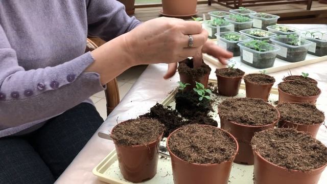 Попросим Астры и Герберу цвести в июне! Пикировка. 23 февраля. смотреть онлайн