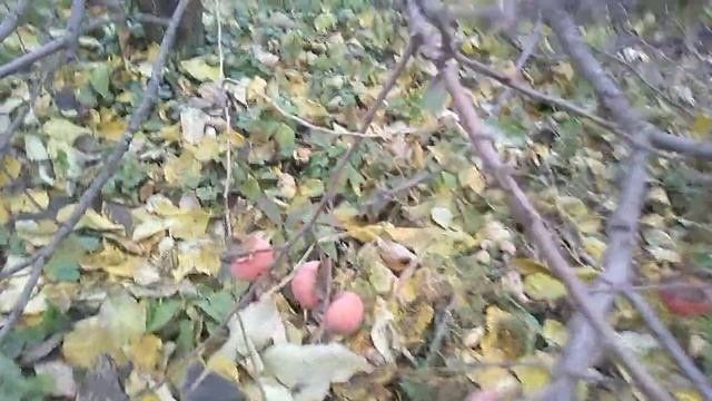 хурма виргинская, плодоношение, конец сезона смотреть онлайн