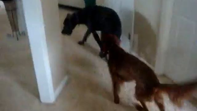 My wild Irish Setter смотреть онлайн