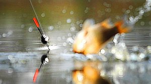 НЕЗАБЫВАЕМАЯ рыбалка на КАРАСЯ в камышах.