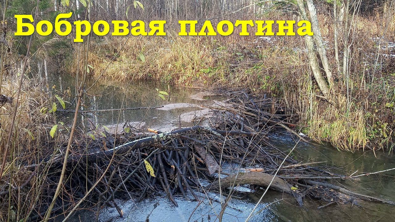 Плотина бобров (часть 2) - Заготовка дров смотреть онлайн