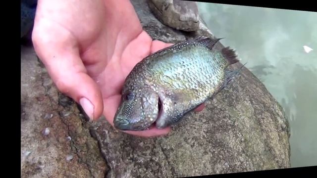 Survival Fishing Catch n Cook Primitive Gorge Hook смотреть онлайн