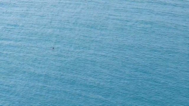 Круиз на MSC VIRTUOSA «Жемчужины Персидского залива» 2021(ноябрь-декабрь). Cruise On MSC VIRTUOSA.