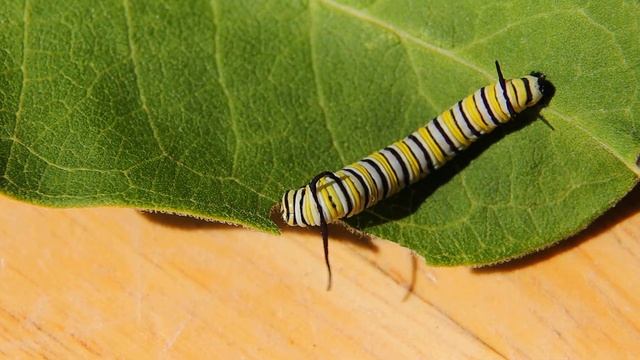 Monarch eating смотреть онлайн