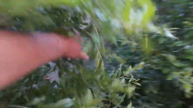 Гранат Гюлоша .цветение 01.06.2018 смотреть онлайн