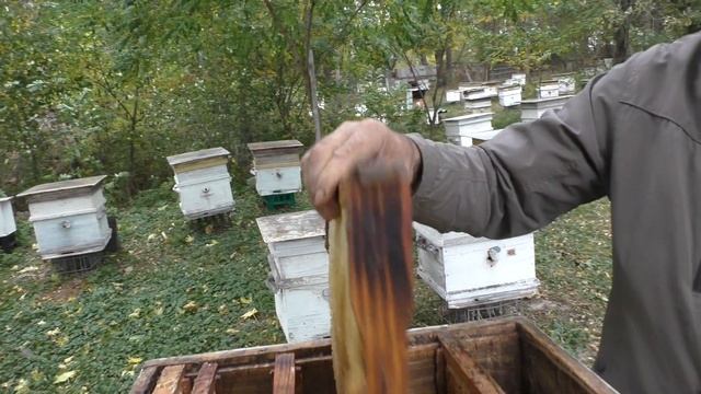 СОХРАНИТЬ СОТЫ ОТ МОЛИ И МЫШЕЙ. смотреть онлайн