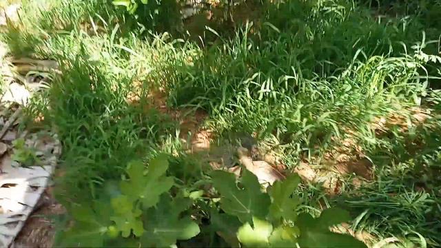 @ ALGUMAS DICAS PRA VCS. смотреть онлайн