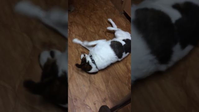 Собака плывёт по полу смотреть онлайн