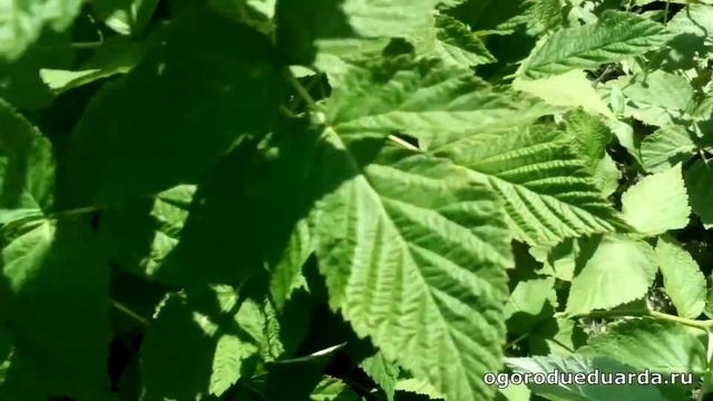 Стали созревать ягоды у ремонтантной малины смотреть онлайн