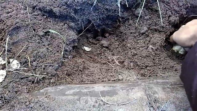 Осенняя пересадка лилий. Зачем это нужно? Lily transplant смотреть онлайн