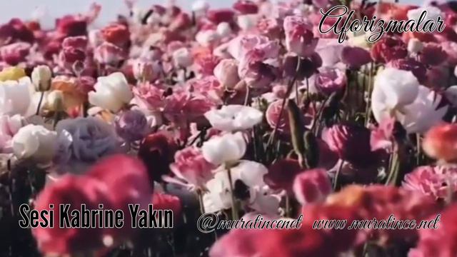 Sesi Kabrine Yakın Bir Adamın Murat İnce смотреть онлайн