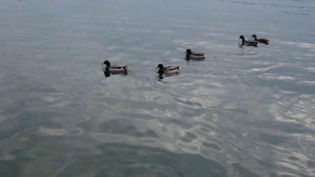 Тишина природы смотреть онлайн