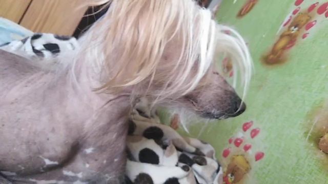 Лол это видео говно смотреть онлайн