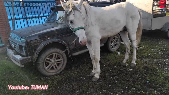 Воскресный рынок Лошадей Урус-мартан.