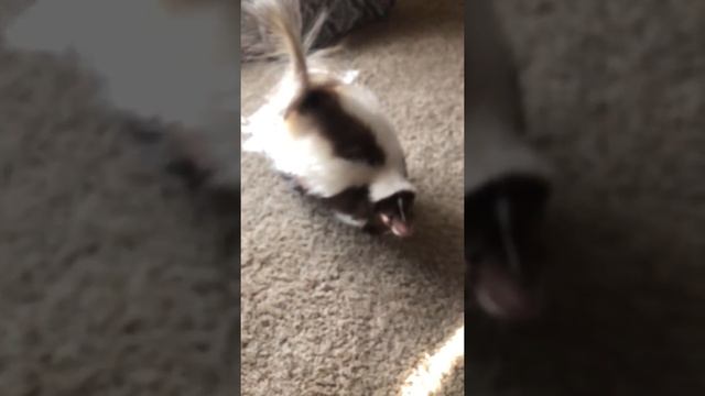 Pet skunk playtime смотреть онлайн