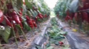 Перец Каптур F1