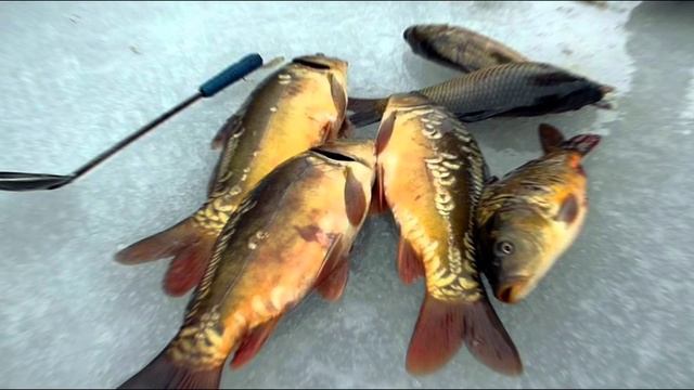 Места ловли сазана весной! Что предпочитает САЗАН весной.