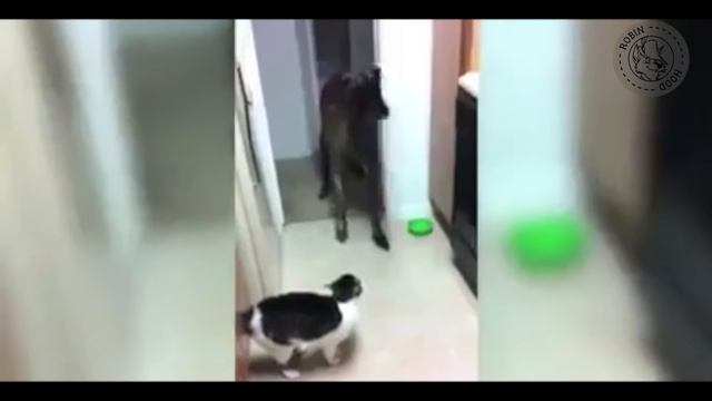 ПРИКОЛЫ 2017 с животными. Смешные Коты, Собаки, Попугаи // Funny Dogs Cats Compilation. Февраль №42 смотреть онлайн