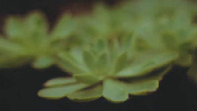 Relaxation Music - Aloe