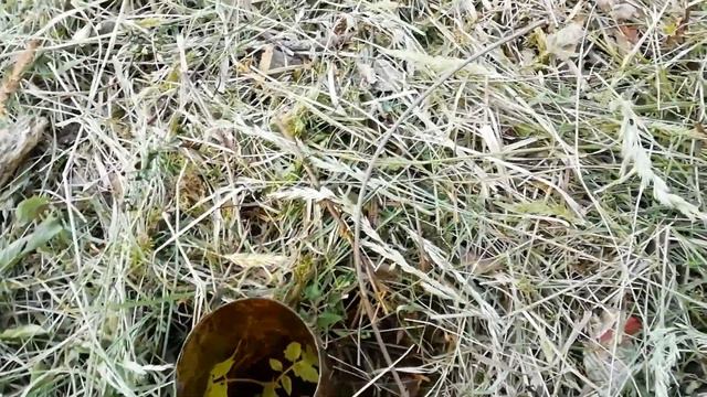 Помидоры в открытом грунте под мульчей смотреть онлайн