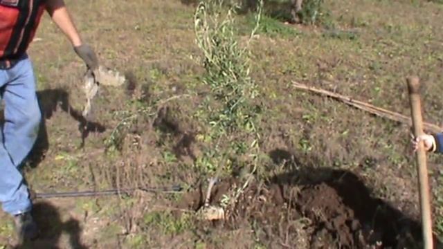 VLOG. СУББОТНИК. МЫ САЖАЕМ ОЛИВКИ. смотреть онлайн