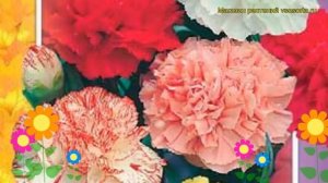Гвоздика садовая Шабо Фэнтезимикс. Краткий обзор, описание dianthus schabaud Shabo Fantasymix