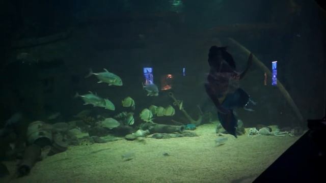 2012.12.31 Адлер, океанариум, Алахадзы