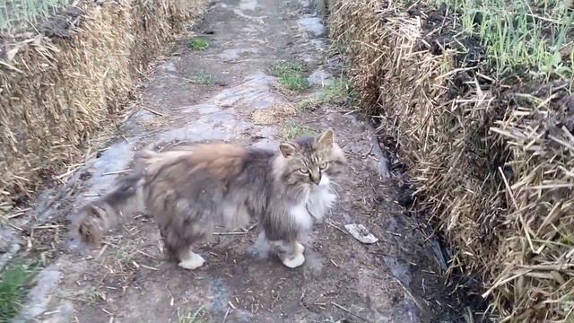 Весна...конец марта...жизнь пробуждается...и короновирус... смотреть онлайн