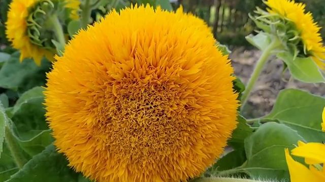 Подсолнечник Плюшевый мишка смотреть онлайн