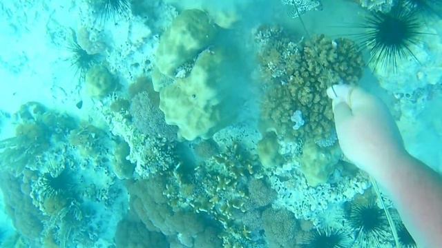 Охота на мурену, первый раз пробую! смотреть онлайн