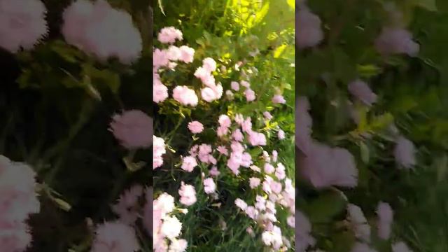 Обзор на турецкую гвоздику. Мою красавицу - гвоздику оборвали! 😱😬😤 смотреть онлайн