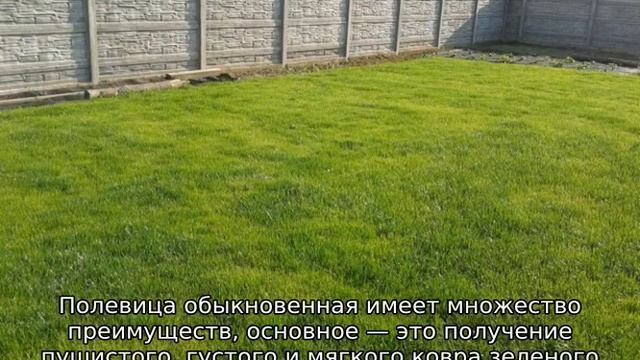 Полевица побегоносная: описание растения смотреть онлайн