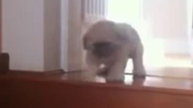 Щеночек боится ступенек смотреть онлайн