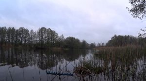 Вы видели поклёвку Линя? Зрелище не для СЛАБОНЕРВНЫХ.Ловля Линя на поплавок летом.