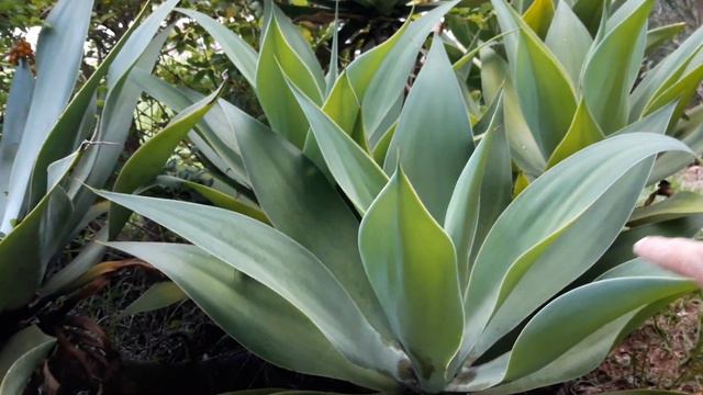 Mudas da planta Agave Dragão azul. Dica de como plantar cultivar no vaso ou quintal. Agave attenuat смотреть онлайн