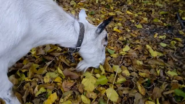 садовый пылесос 2) смотреть онлайн