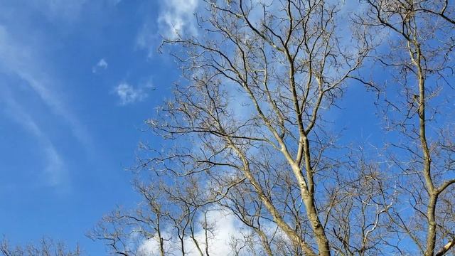 Нью Йорк во время эпидемии. Как выглядят достопримечательности без туристов? смотреть онлайн