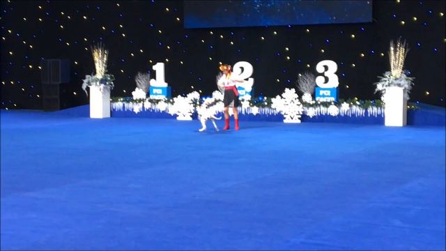 Выставка собак 8-9 декабря 2018 FCI-CACIB «Київська Русь – 2018», Чемпіонати України (ранг САС) смотреть онлайн