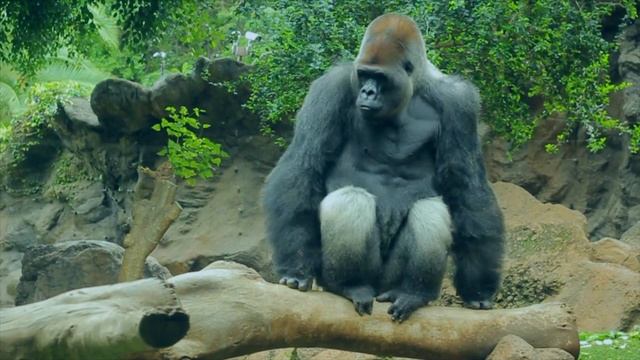 Loro Parque Tenerife / Tourist eye HD VIDEO смотреть онлайн