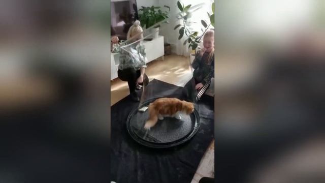 ПОПРОБУЙ НЕ ЗАСМЕЯТЬСЯ! / ПРИКОЛЫ С ЖИВОТНЫМИ ДО СЛЕЗ! / Funny Animals / Самые смешные животные #5 смотреть онлайн