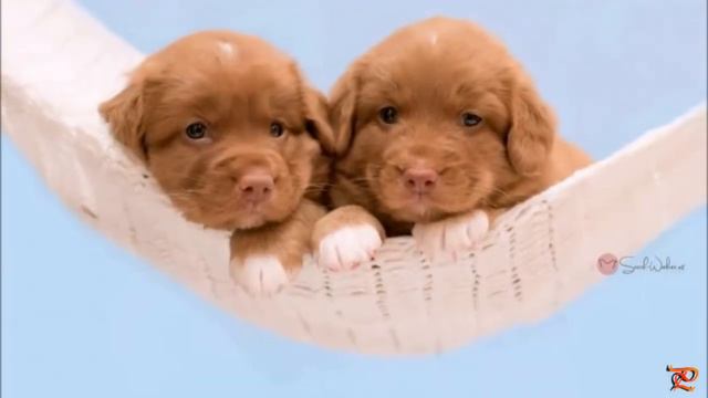 🐶🐶Two,Three or More ... dogs 🐶🐶🐶 смотреть онлайн