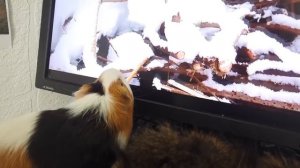 СИРЕНОГОЛОВЫЙ в реальной жизни - Охота на Сиреноголового - ПИТОМЦЫ ПРОТИВ МОНСТРОВ