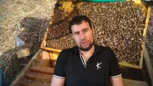 Почему я не вжимаю пчел весной Метод Блинова для сильных семей это ущерб пасеке