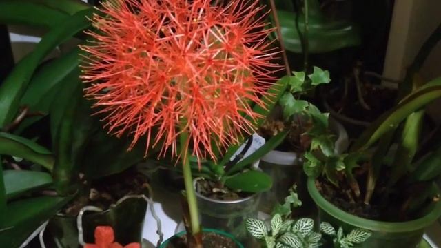 ГЕМАНТУС ЗАЦВЁЛ .ГЕМАНТУС УХОД . смотреть онлайн