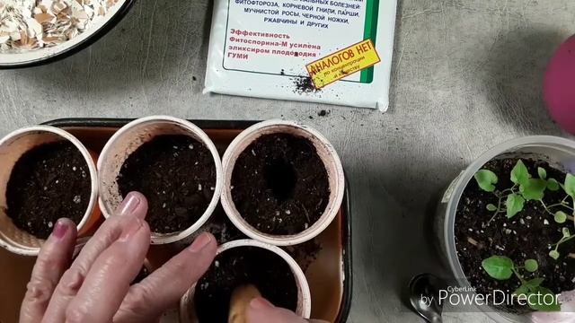 пересадка рассады Азарины смотреть онлайн