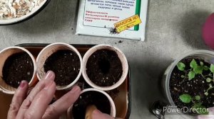 пересадка рассады Азарины