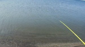 Рыбалка на кутума. (вырезуб) kutum ovunda.