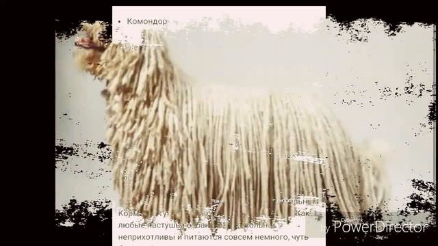 Топ 5 самых Необычных Животных! смотреть онлайн