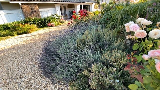 （园艺篇40）薰衣草Lavandula angustifolia Mill多年生！洛杉矶种植棒棒哒！ смотреть онлайн