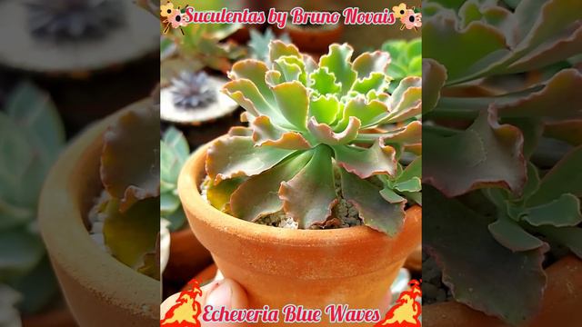 🌸Echeveria Blue Waves🌸 смотреть онлайн